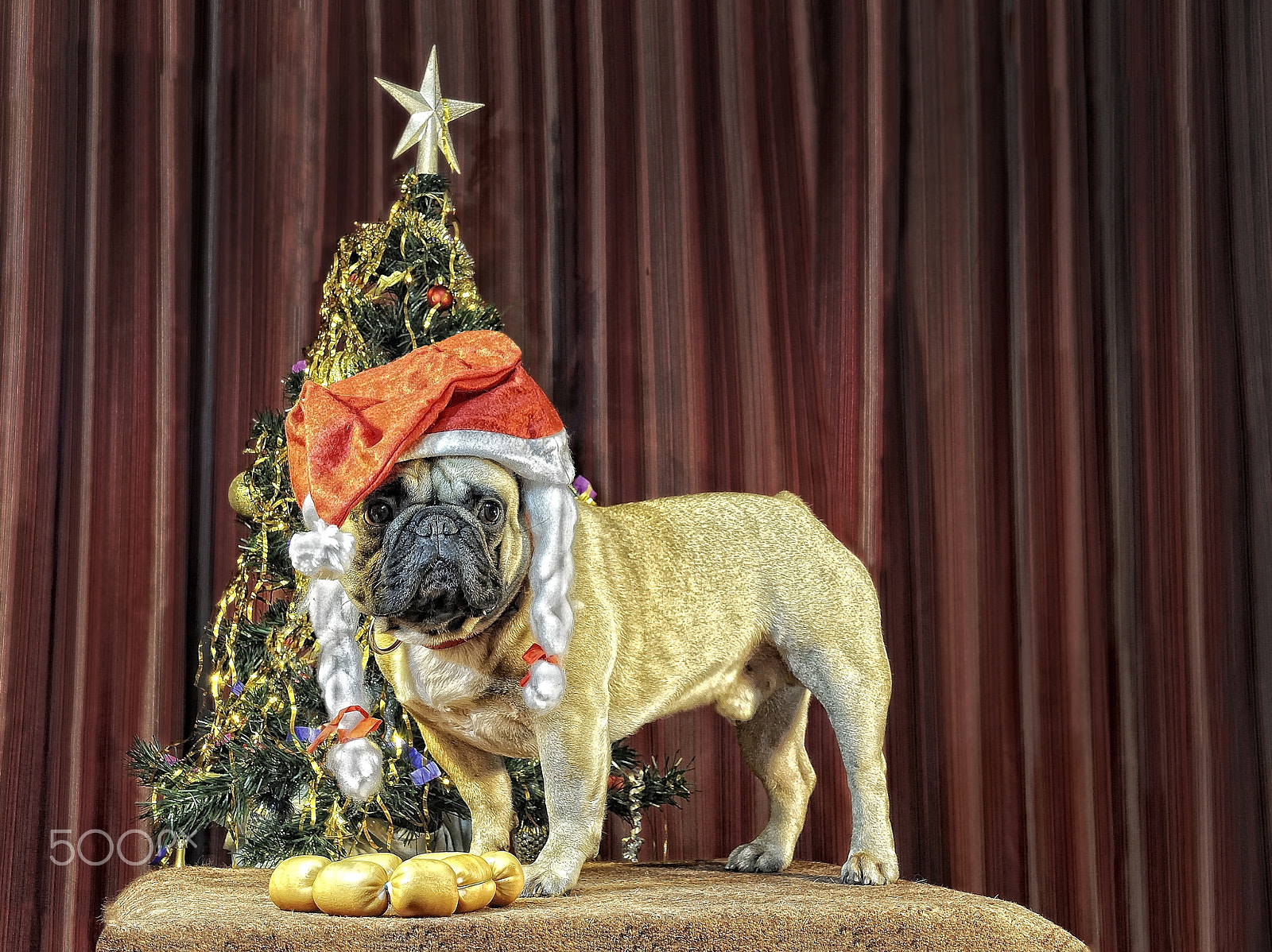 Nikon D5000 sample photo. Chinese calendar 2018: yellow earth dog comes photography