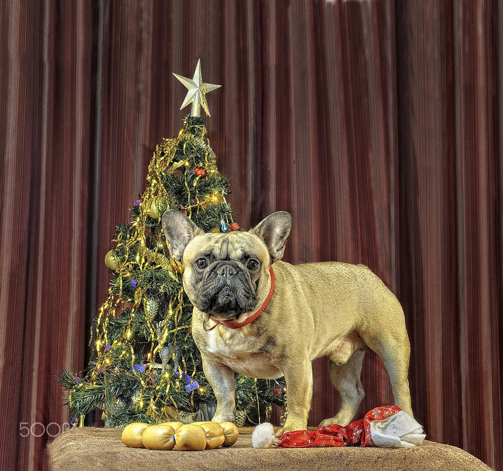Nikon D5000 sample photo. Chinese calendar 2018: yellow earth dog comes photography
