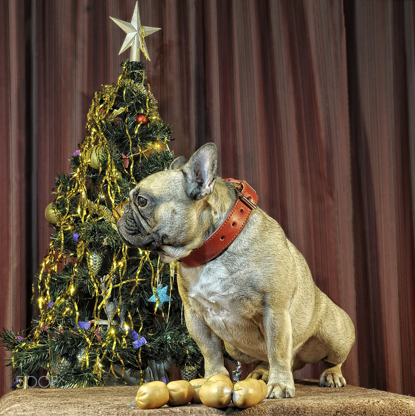 Nikon D5000 sample photo. Chinese calendar 2018: yellow earth dog comes photography