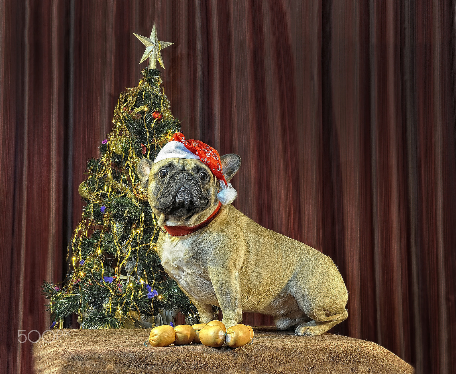 Nikon D5000 sample photo. Chinese calendar 2018: yellow earth dog comes photography