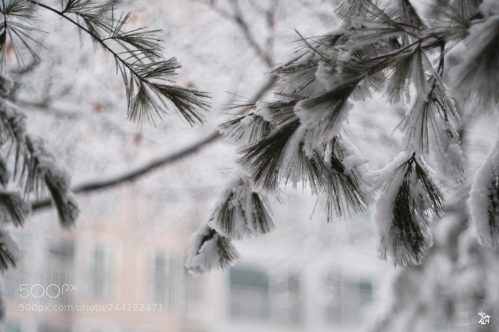 Fujifilm X-T2 sample photo. Winter days~ photography