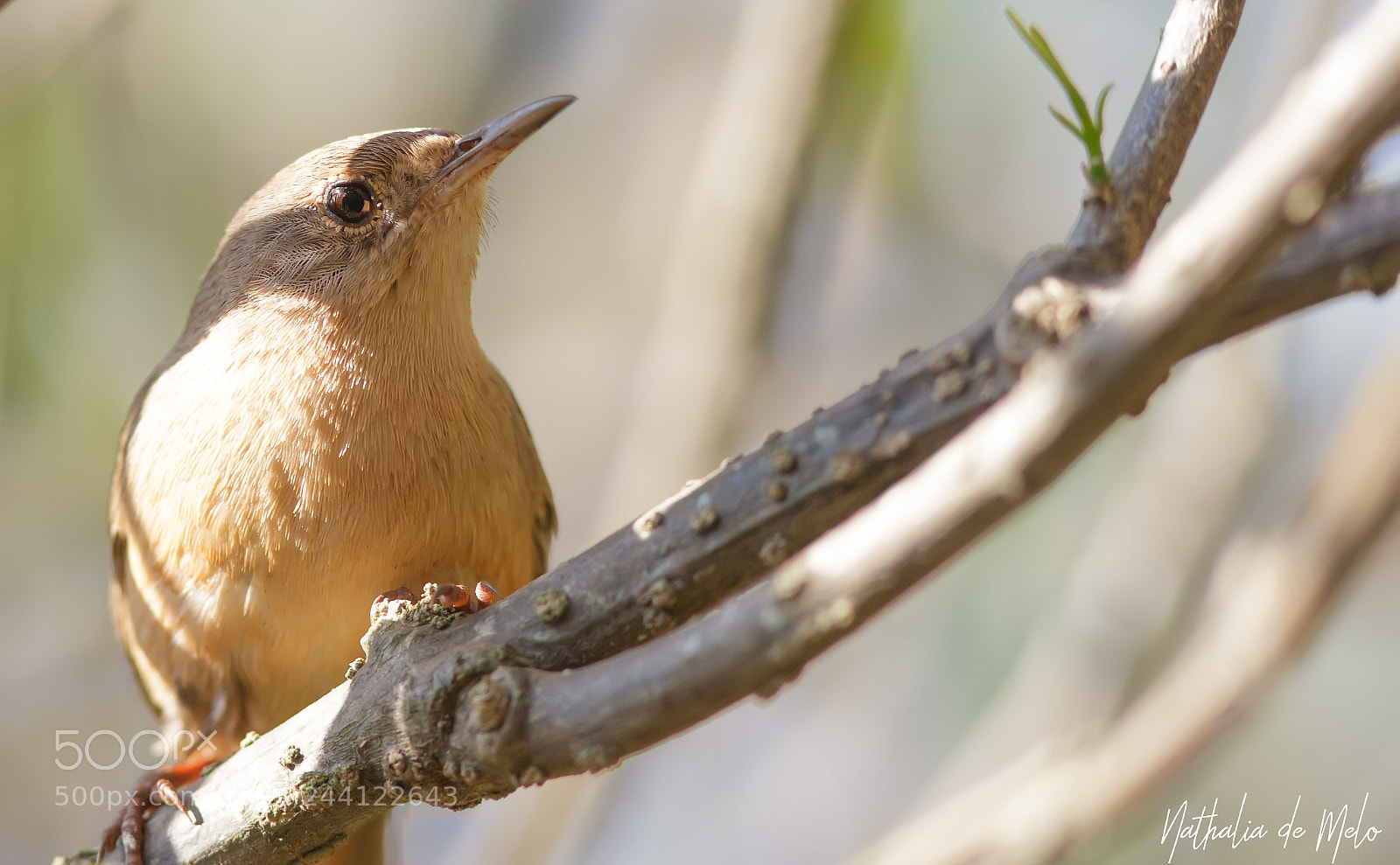 Canon EOS-1D Mark III sample photo. Corru ra troglodytes musculus photography