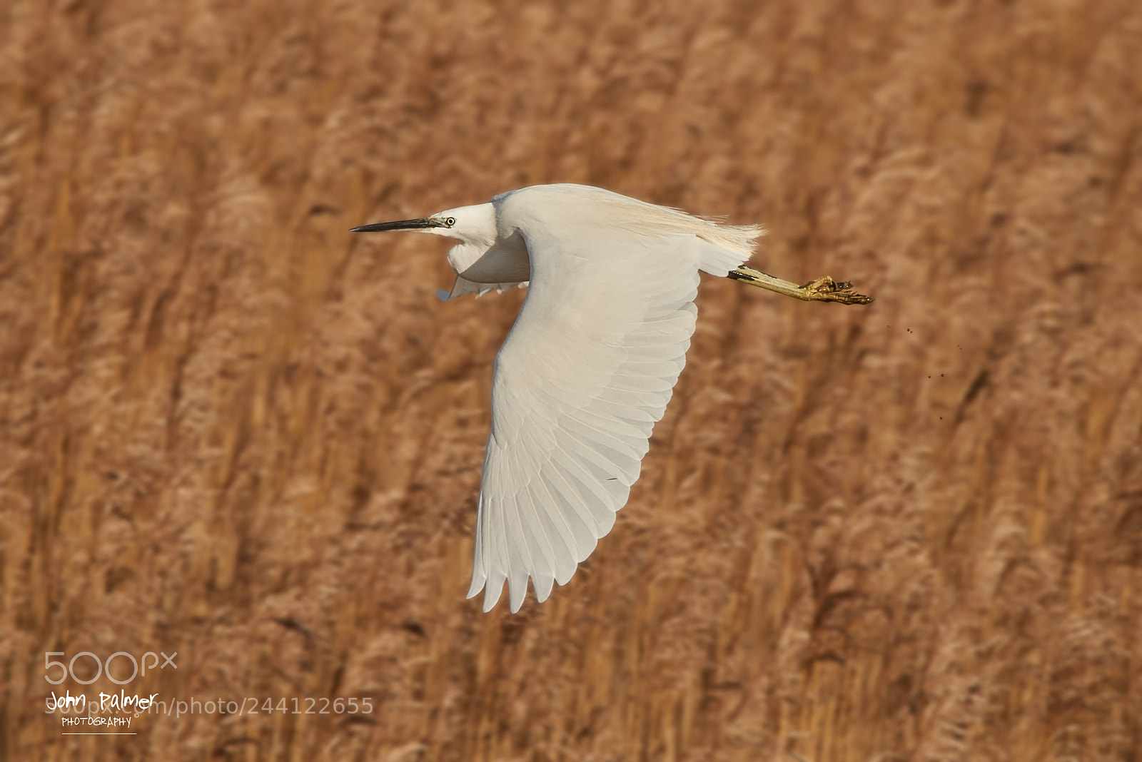 Nikon D810 sample photo. Little egrit in flight photography