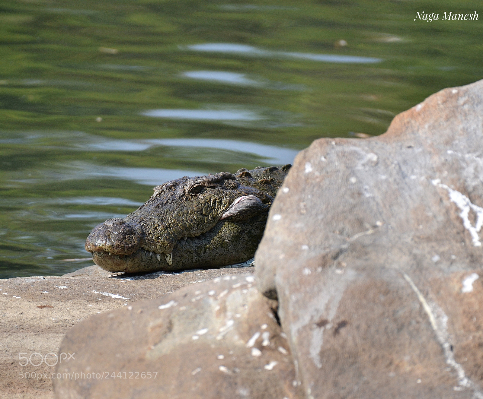 Nikon D3100 sample photo. Crocodile photography