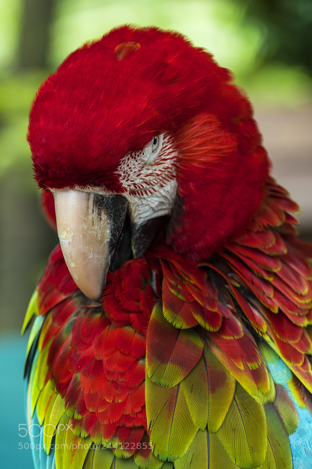 Sony a7R III sample photo. Scarlet macaw photography