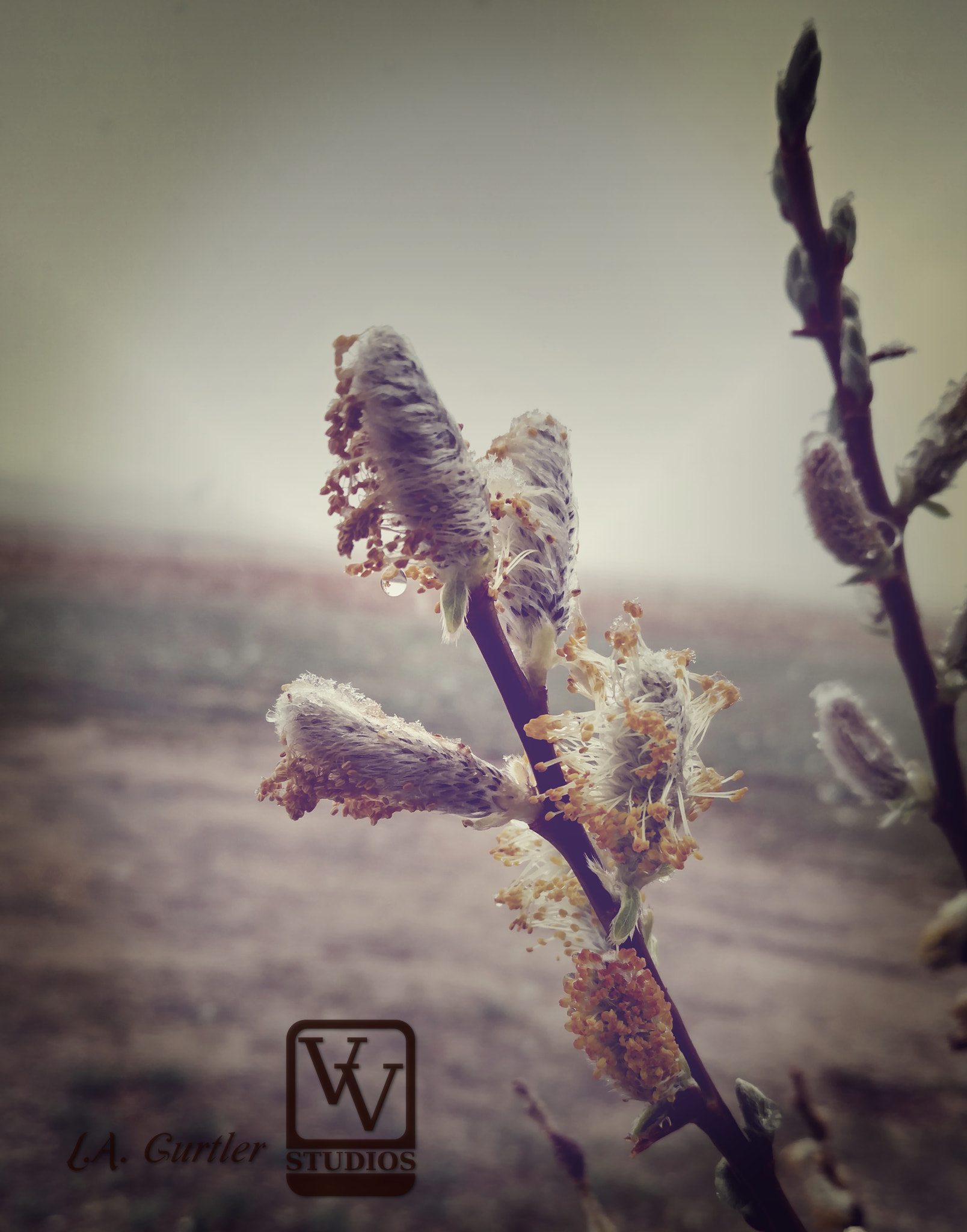 Motorola DROID Turbo 2 sample photo. First freeze of autumn photography
