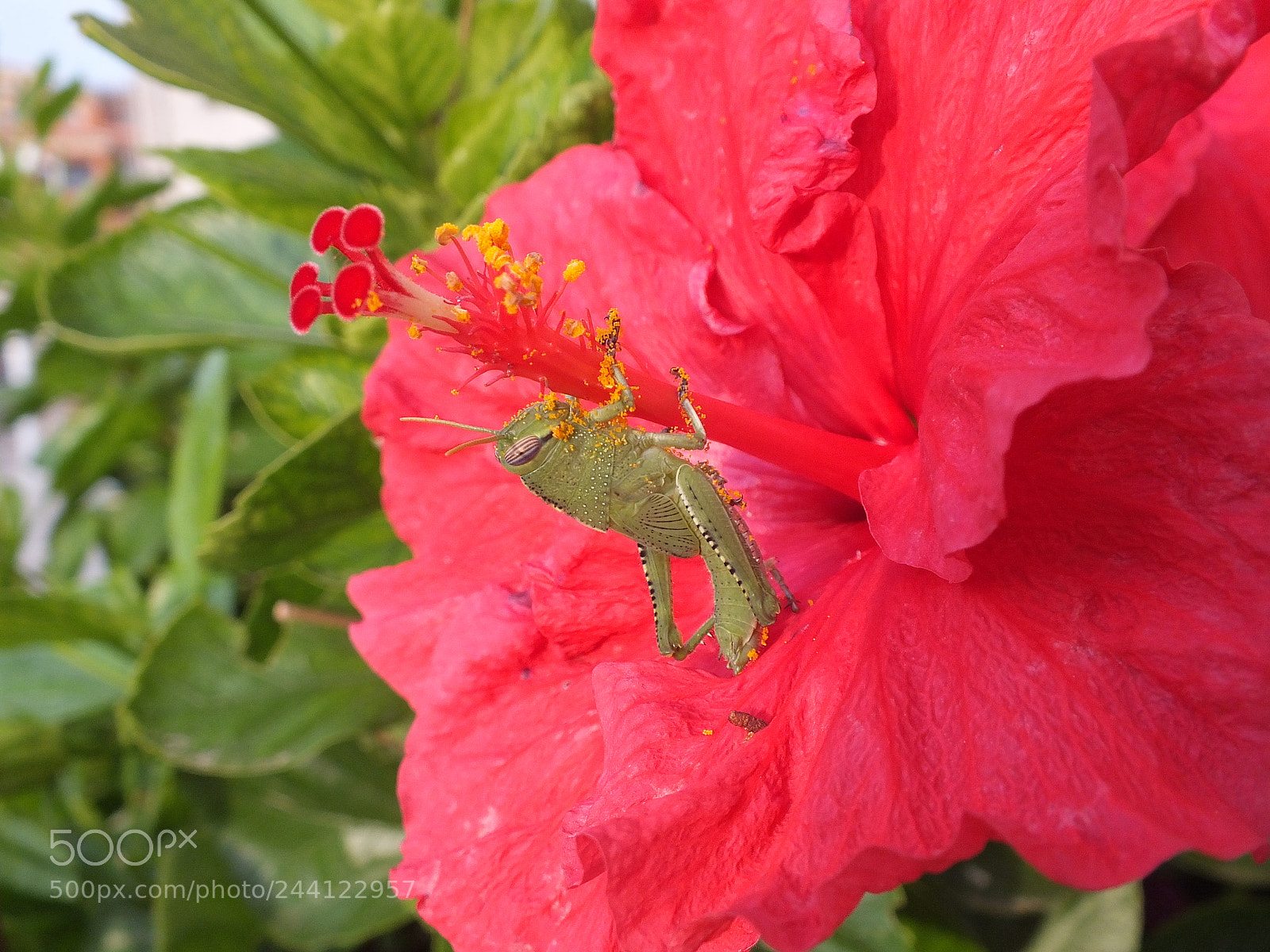 Fujifilm FinePix HS30EXR sample photo. Saltamontes goloso photography