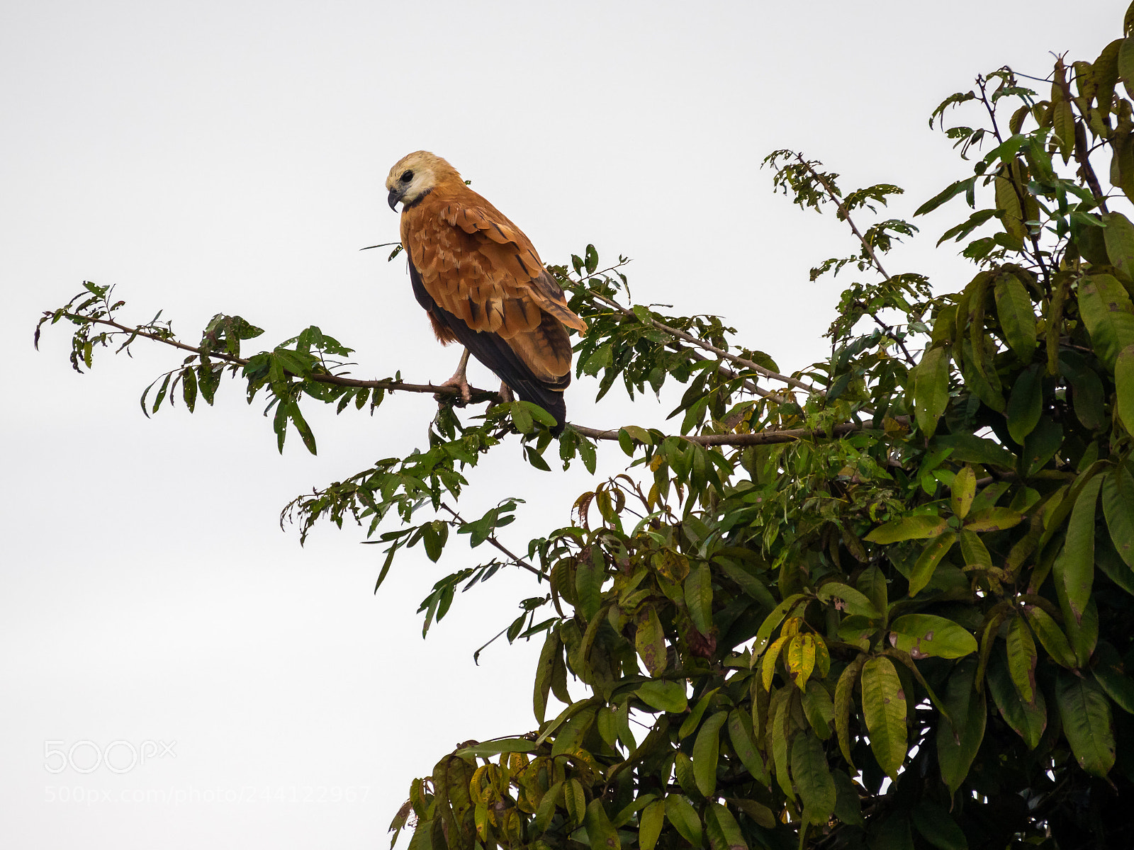 Olympus OM-D E-M1 Mark II sample photo. Black-collared hawk photography