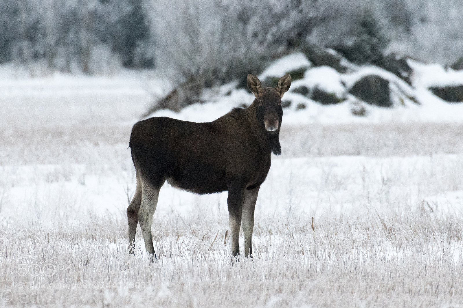 Nikon D850 sample photo. Moose photography