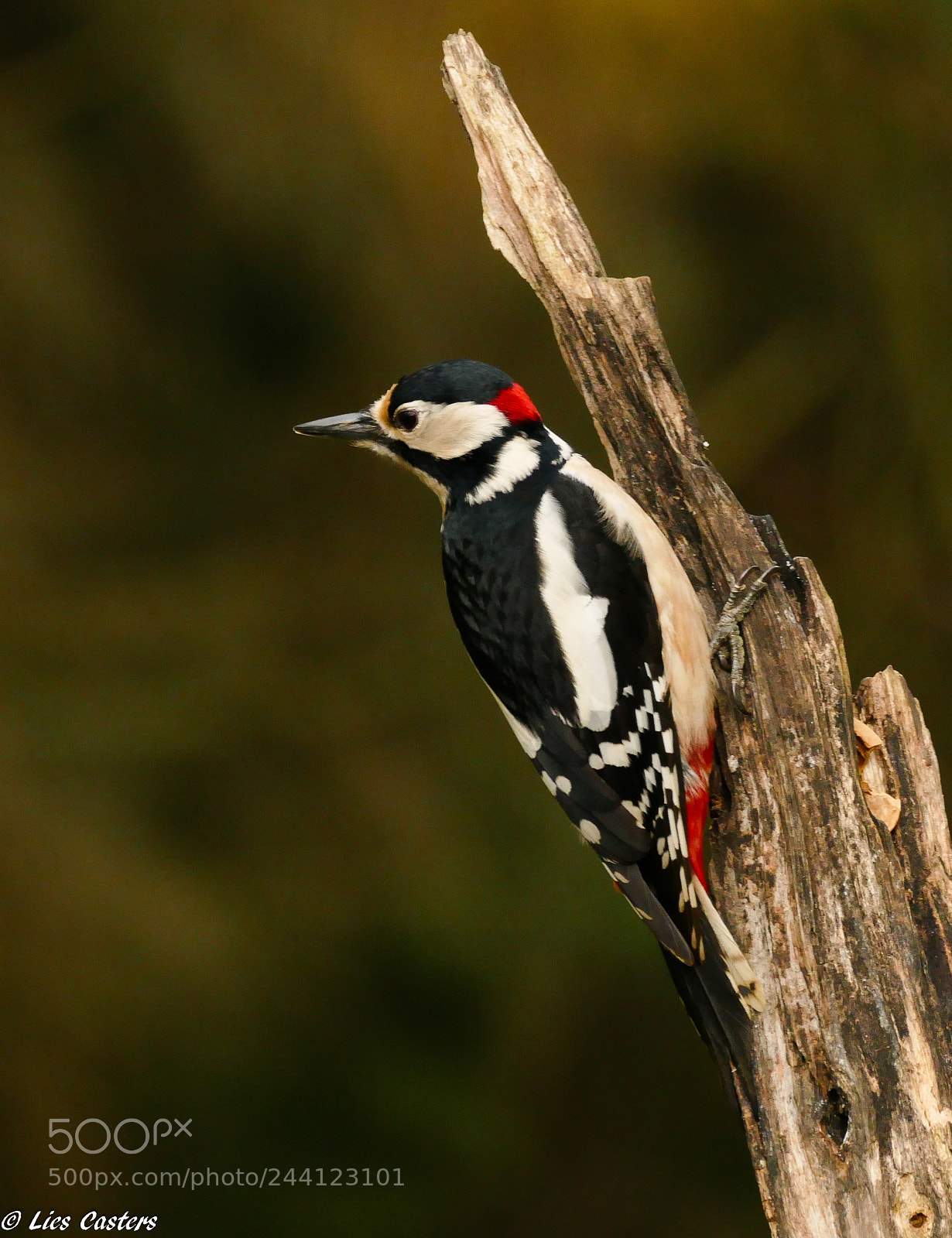 Panasonic Lumix DMC-FZ1000 sample photo. Great spotted woodpecker ! photography