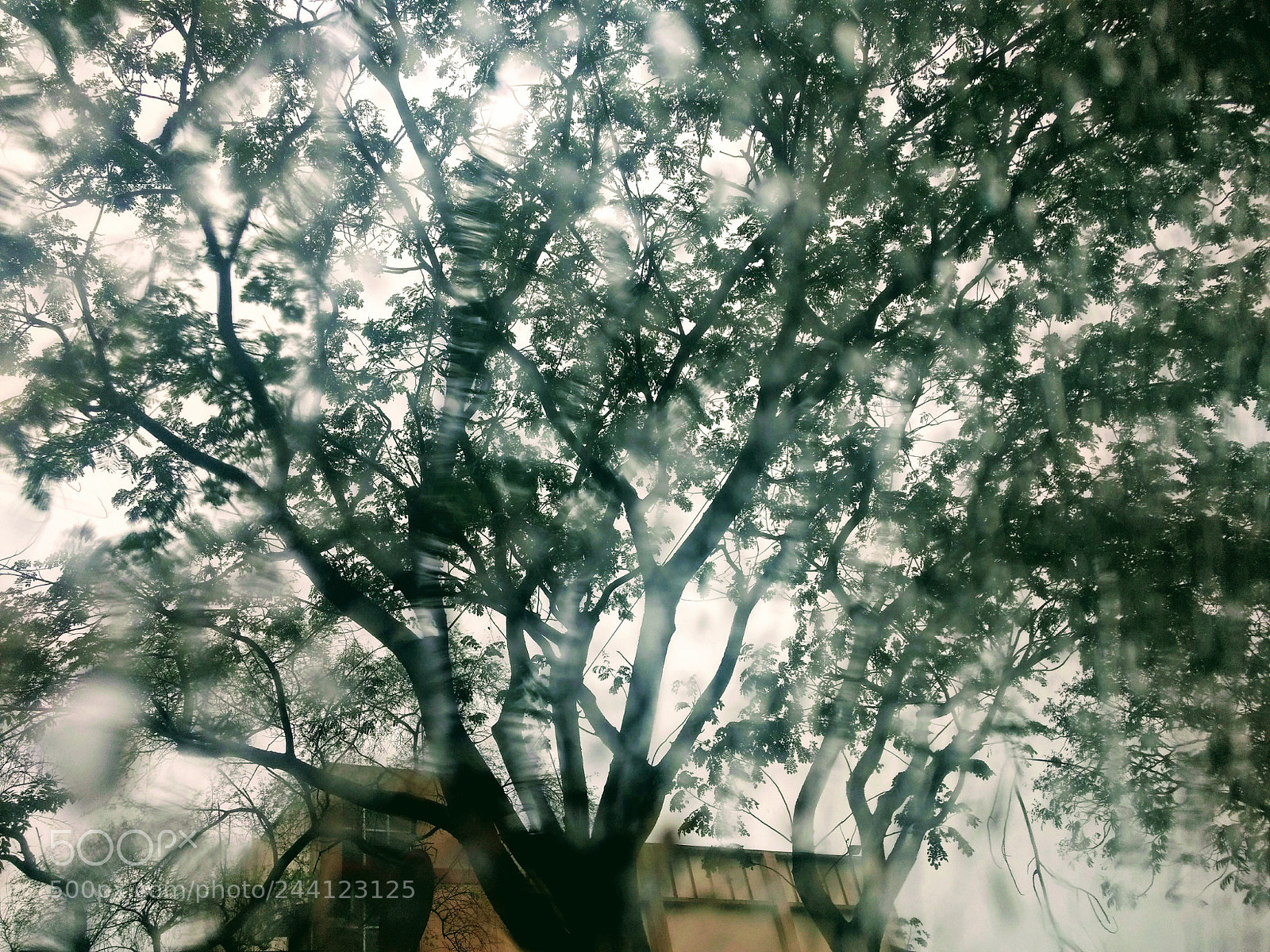 Motorola Moto G (4) sample photo. Branches of water photography