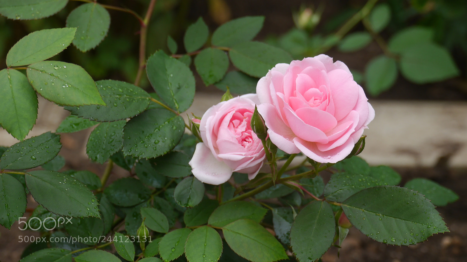 Panasonic Lumix DMC-G6 sample photo. Pink roses photography