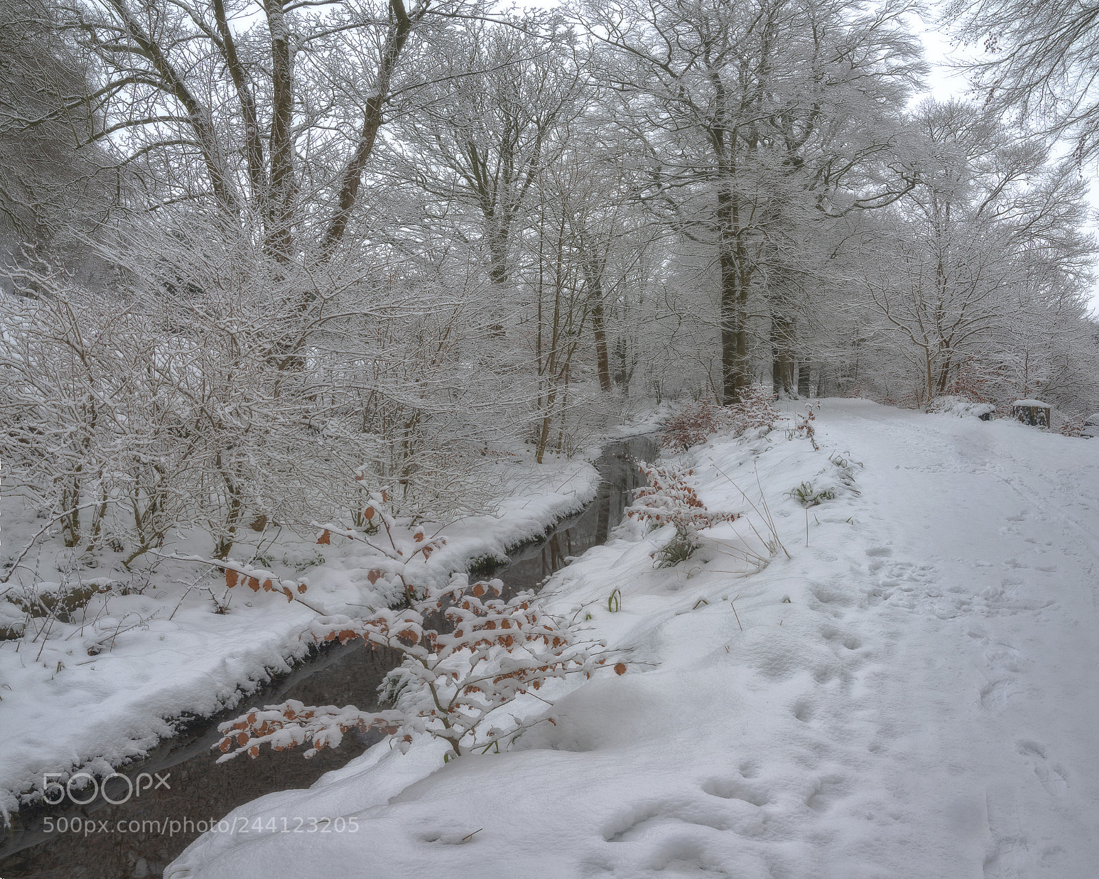 Nikon D800 sample photo. Colzium snow photography