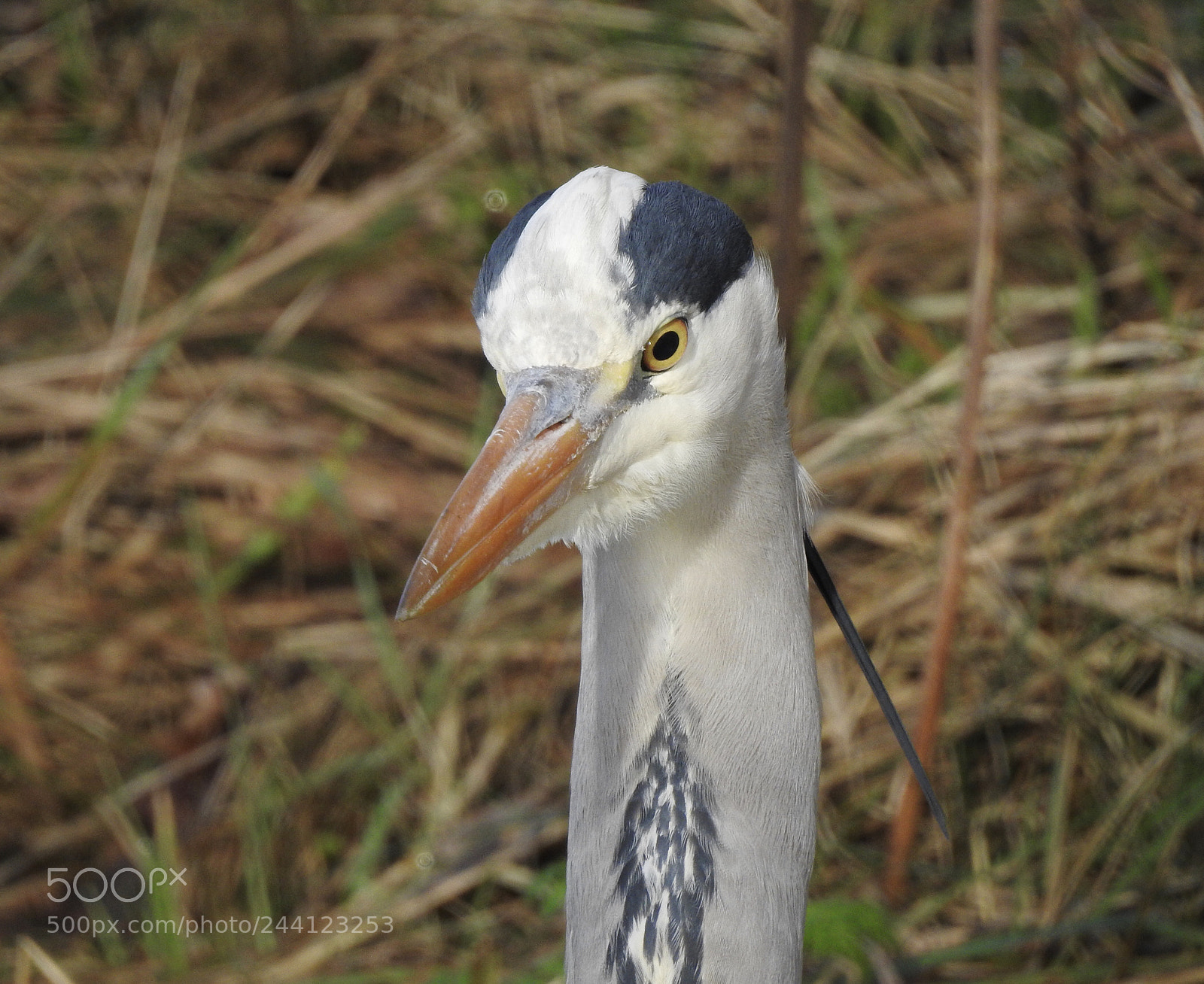Nikon Coolpix P900 sample photo. Blue heron.... photography