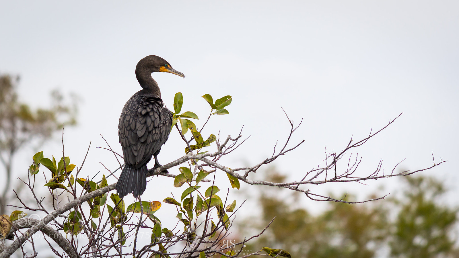 Canon EOS 60D sample photo. Cormorant photography