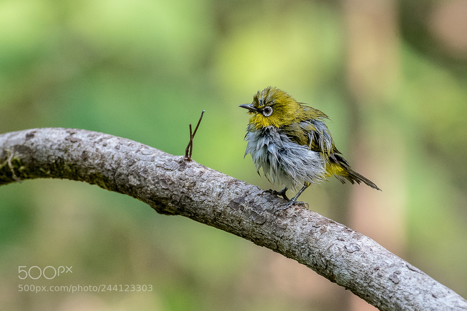 Nikon D500 sample photo. Oriental white eye photography
