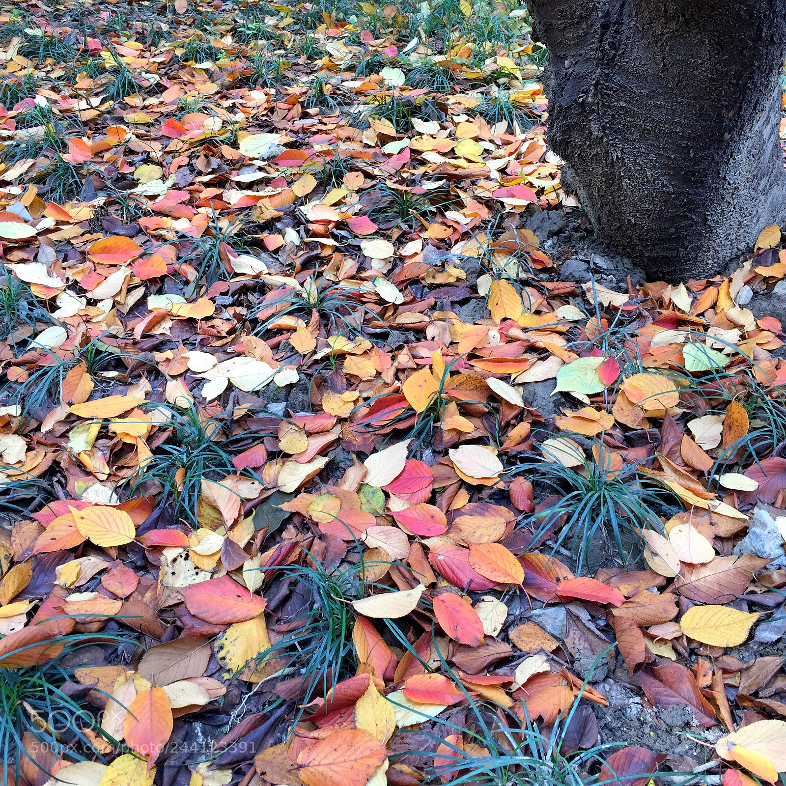 Apple iPhone 6 Plus sample photo. Autumn leaves photography