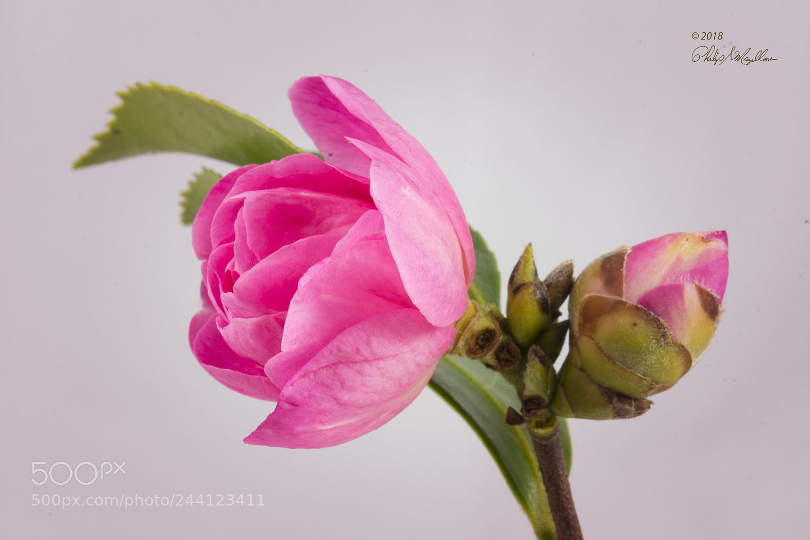 Nikon D500 sample photo. Camellia photography