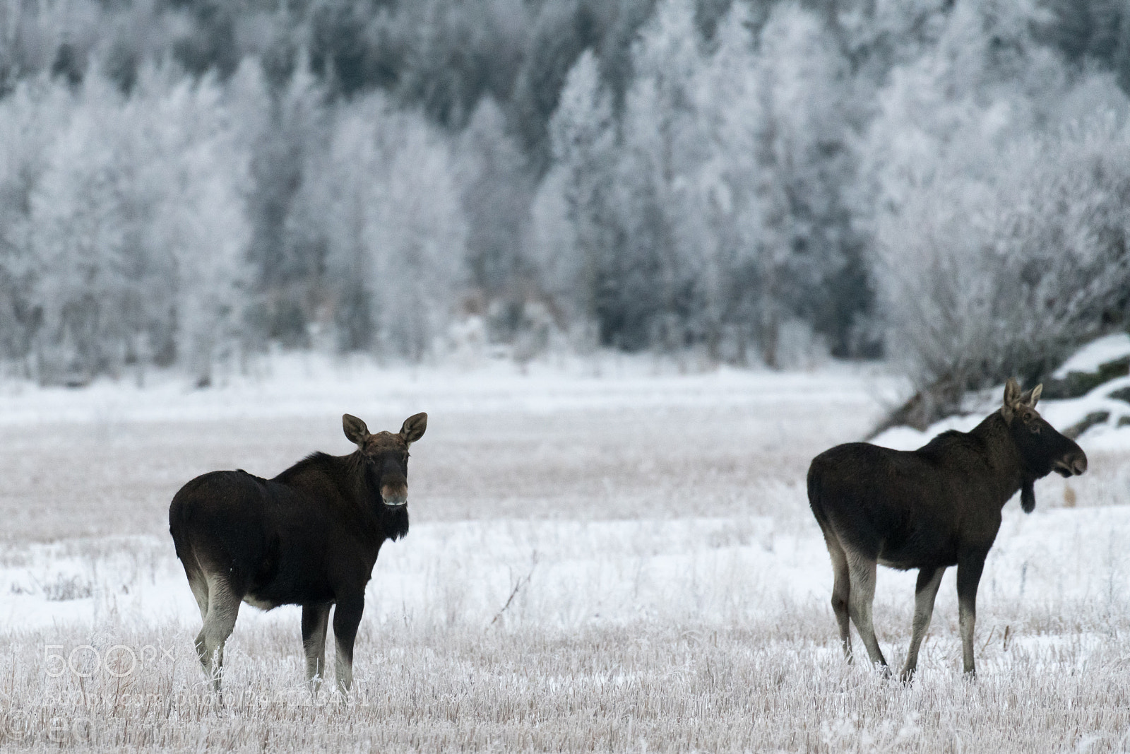 Nikon D850 sample photo. Moose photography