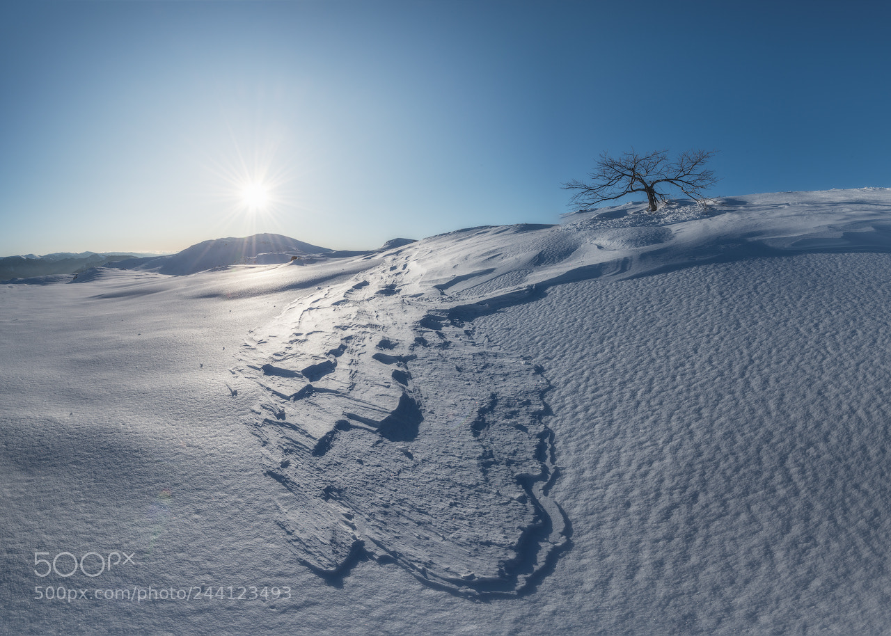 Nikon D800 sample photo. Winter sun photography