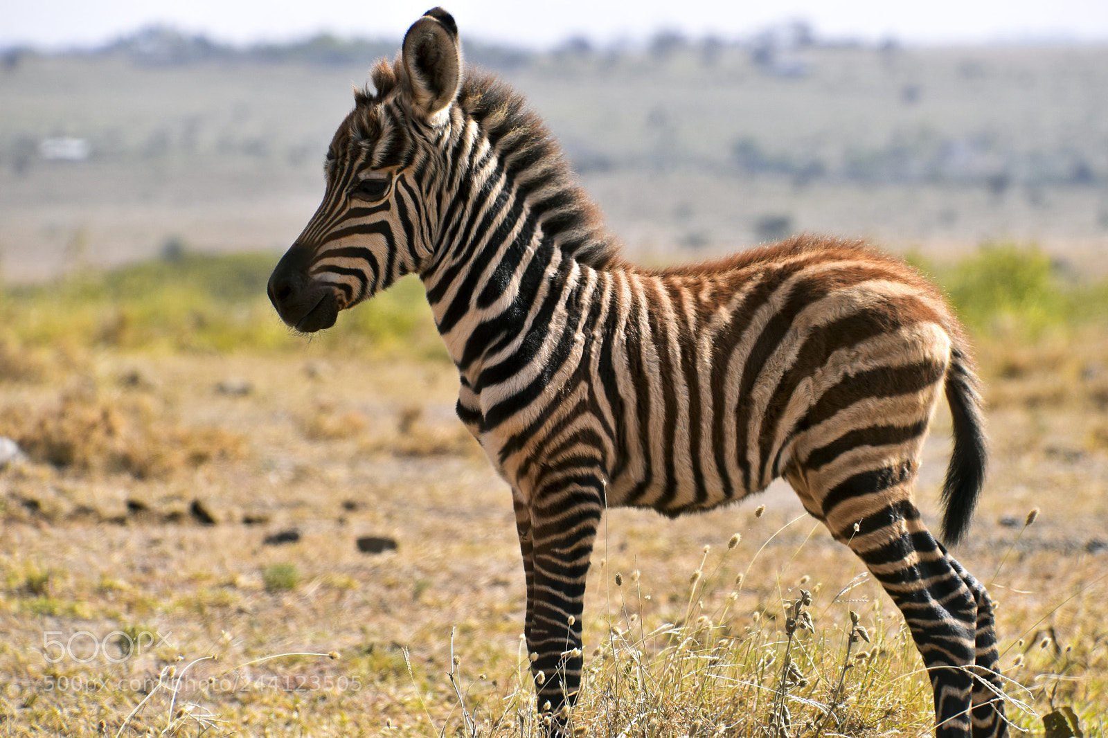 Nikon D5600 sample photo. Born free photography