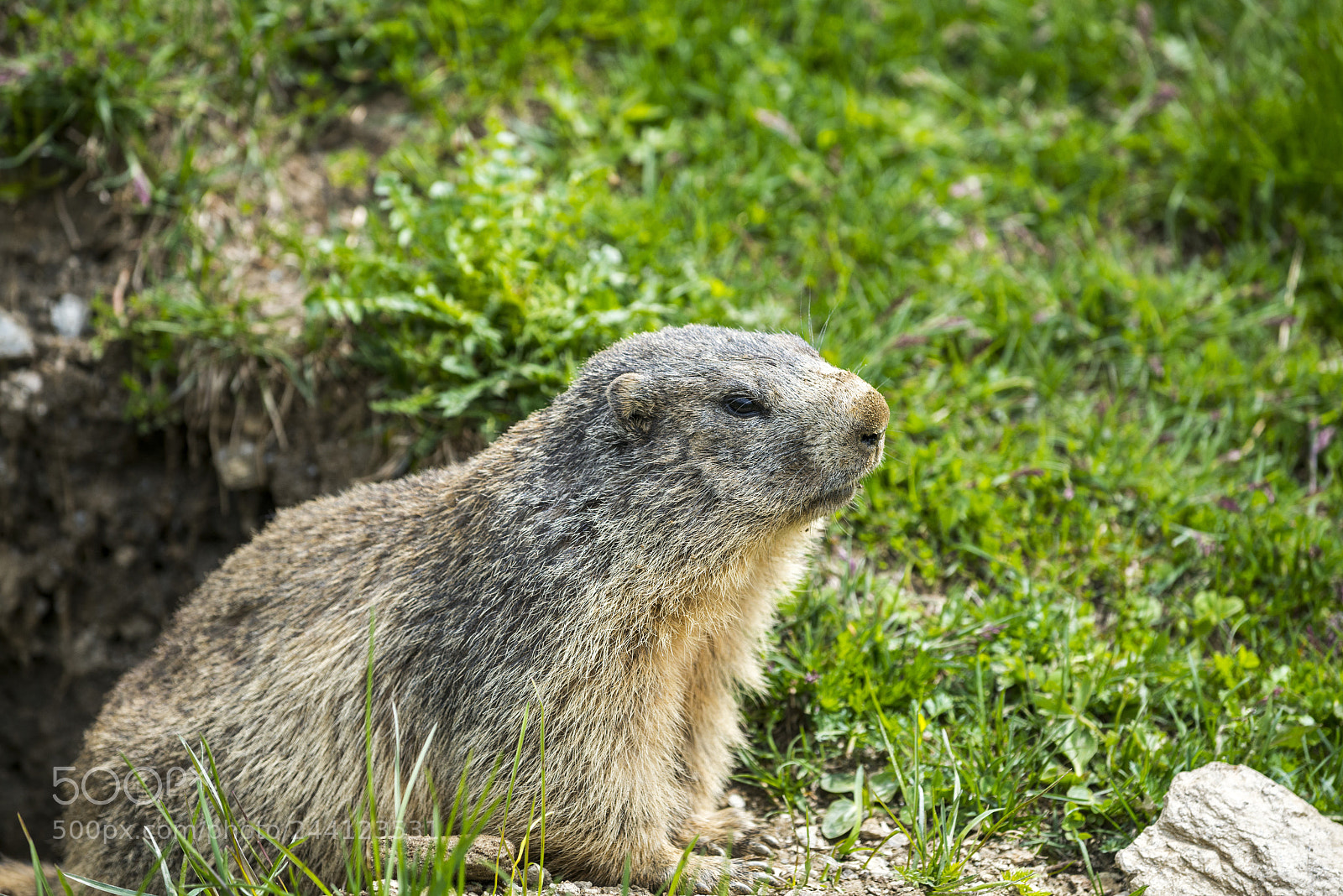 Nikon D800 sample photo. Colle dell'agnello: groundhog closeup photography