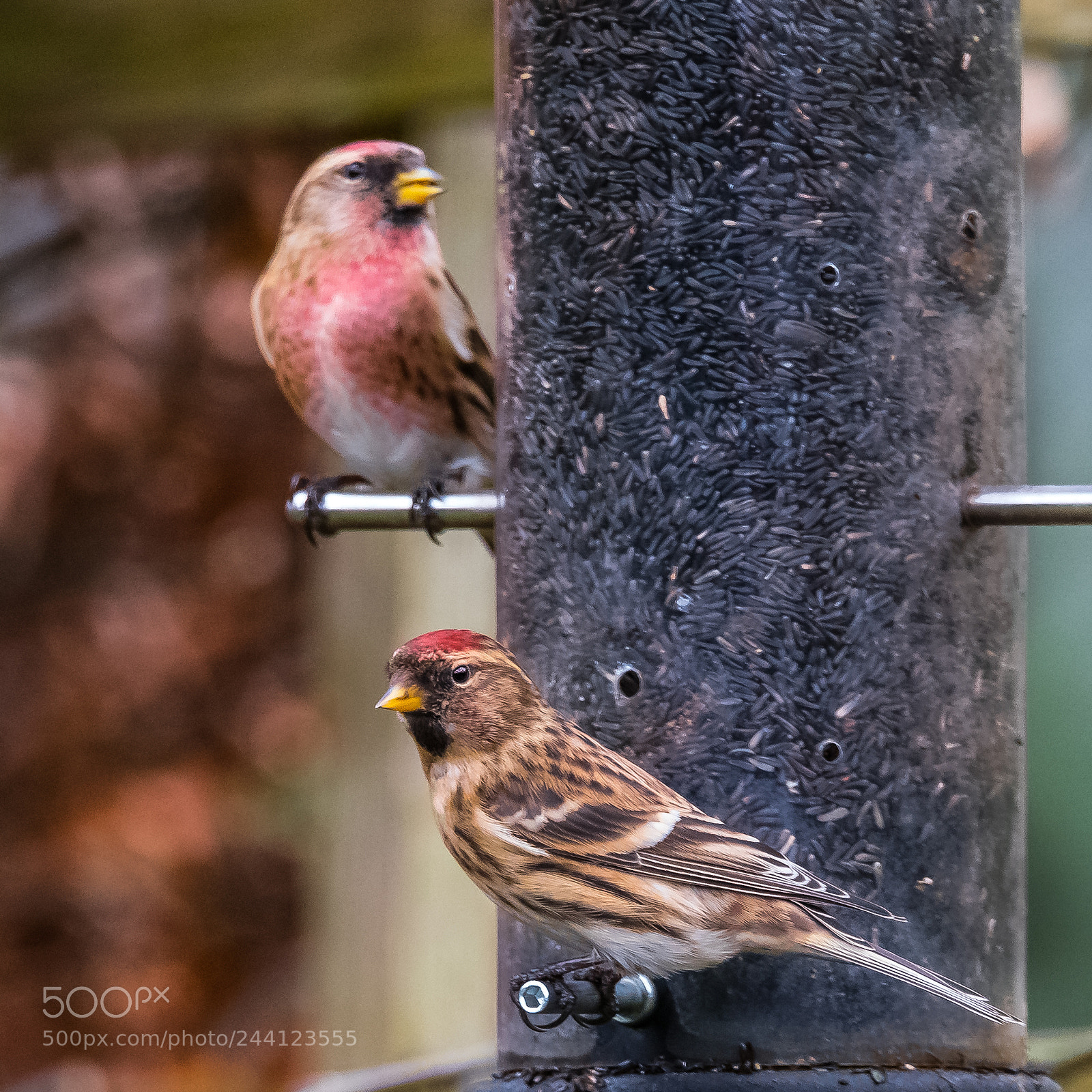 Nikon D850 sample photo. Lesser redpolls photography