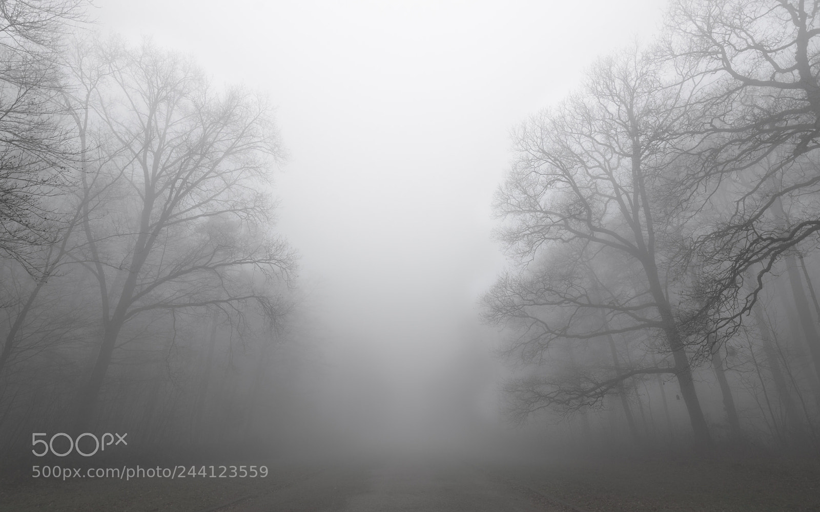 Nikon D5500 sample photo. The fog photography