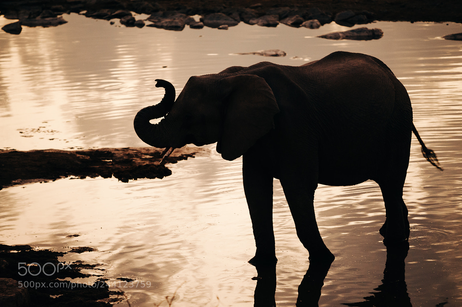 Nikon D700 sample photo. Elephant at etosha, namibia photography