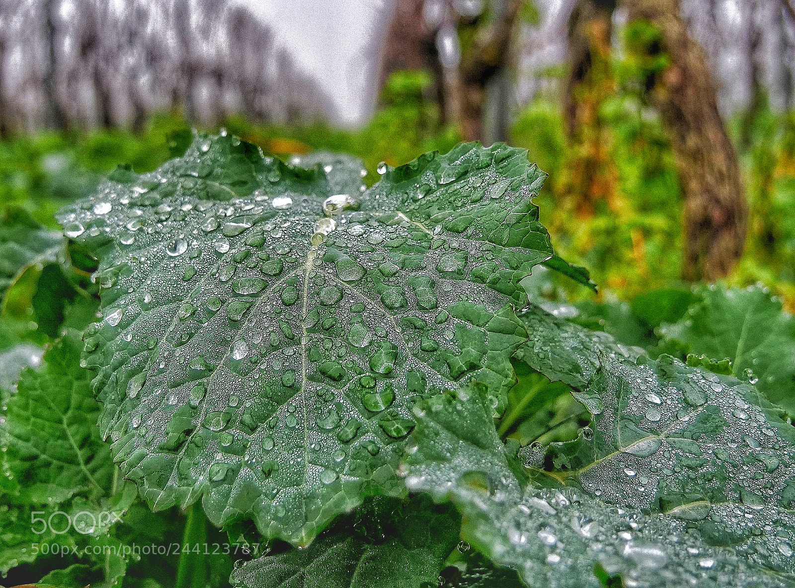 Panasonic Lumix DC-G9 sample photo. Raindrop photography