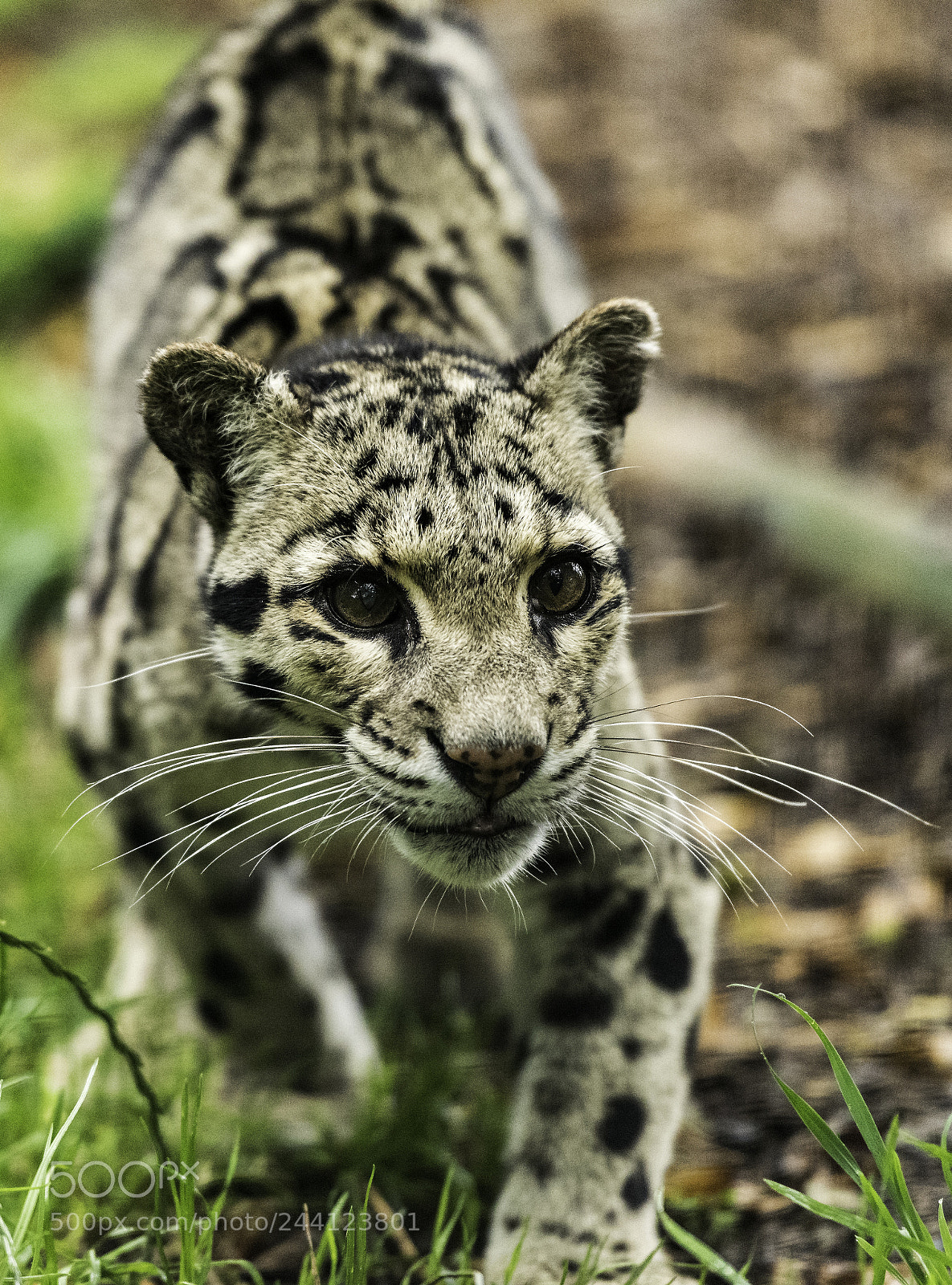 Nikon D810 sample photo. Clouded leopard series photography