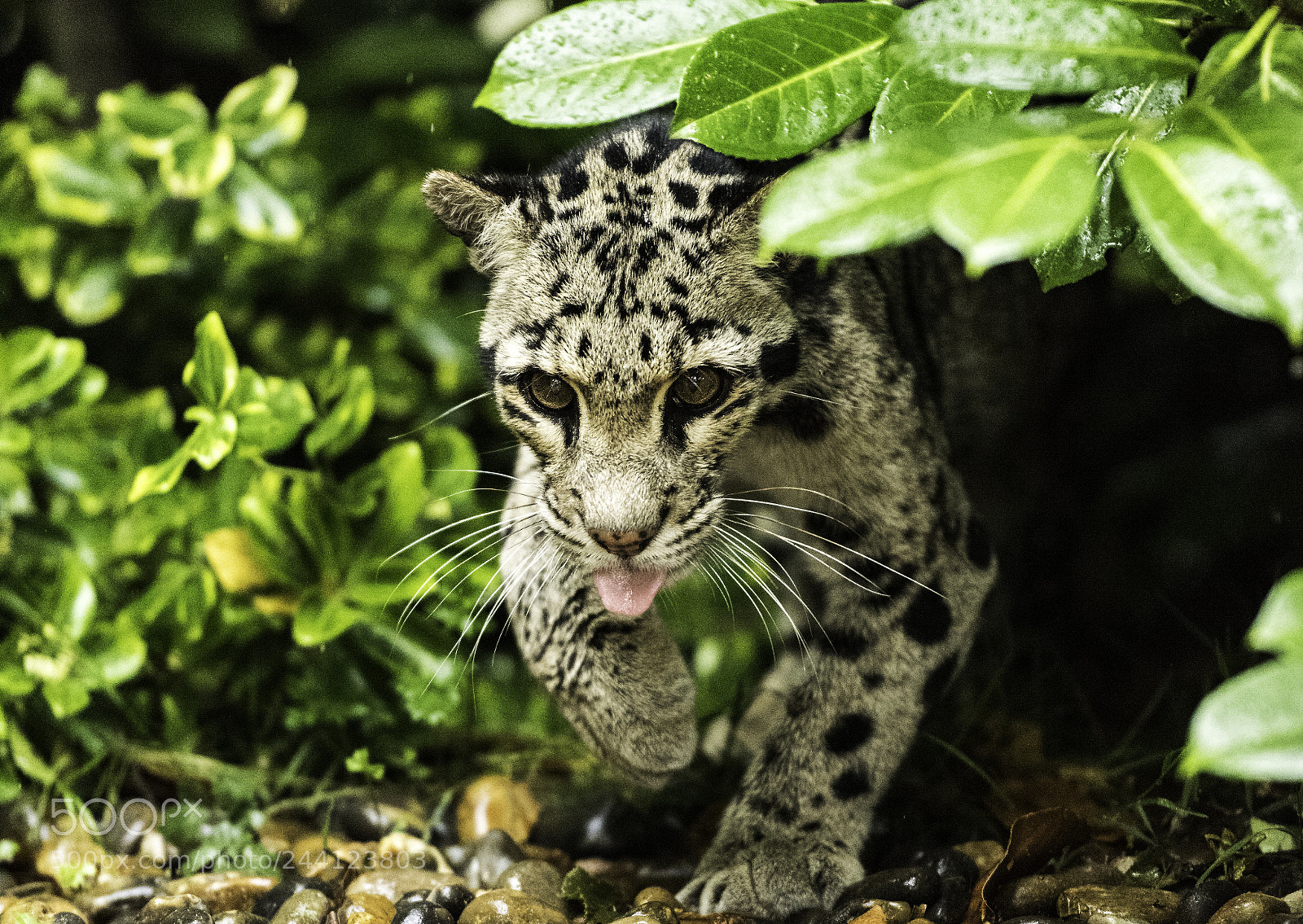Nikon D810 sample photo. Clouded leopard series photography