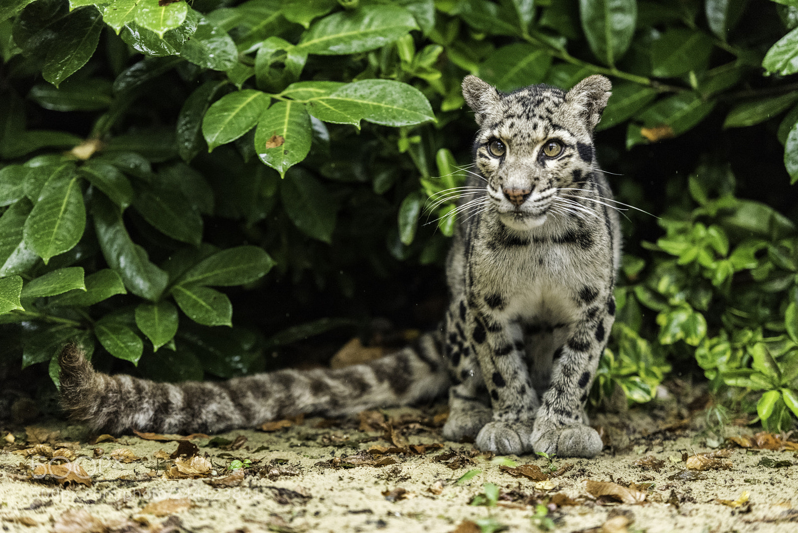Nikon D810 sample photo. Clouded leopard series photography