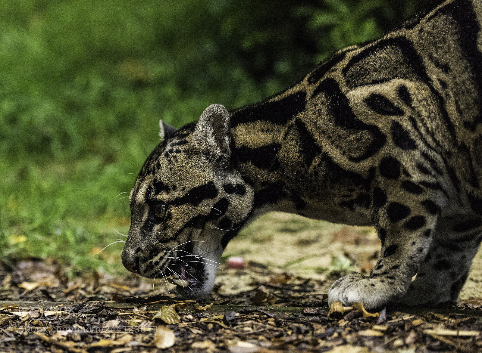 Nikon D810 sample photo. Clouded leopard series photography