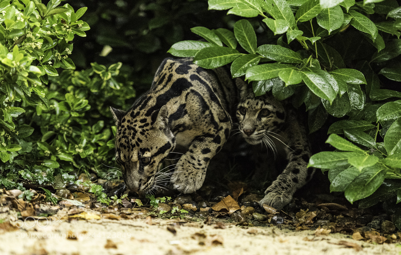 Nikon D810 sample photo. Clouded leopard series photography