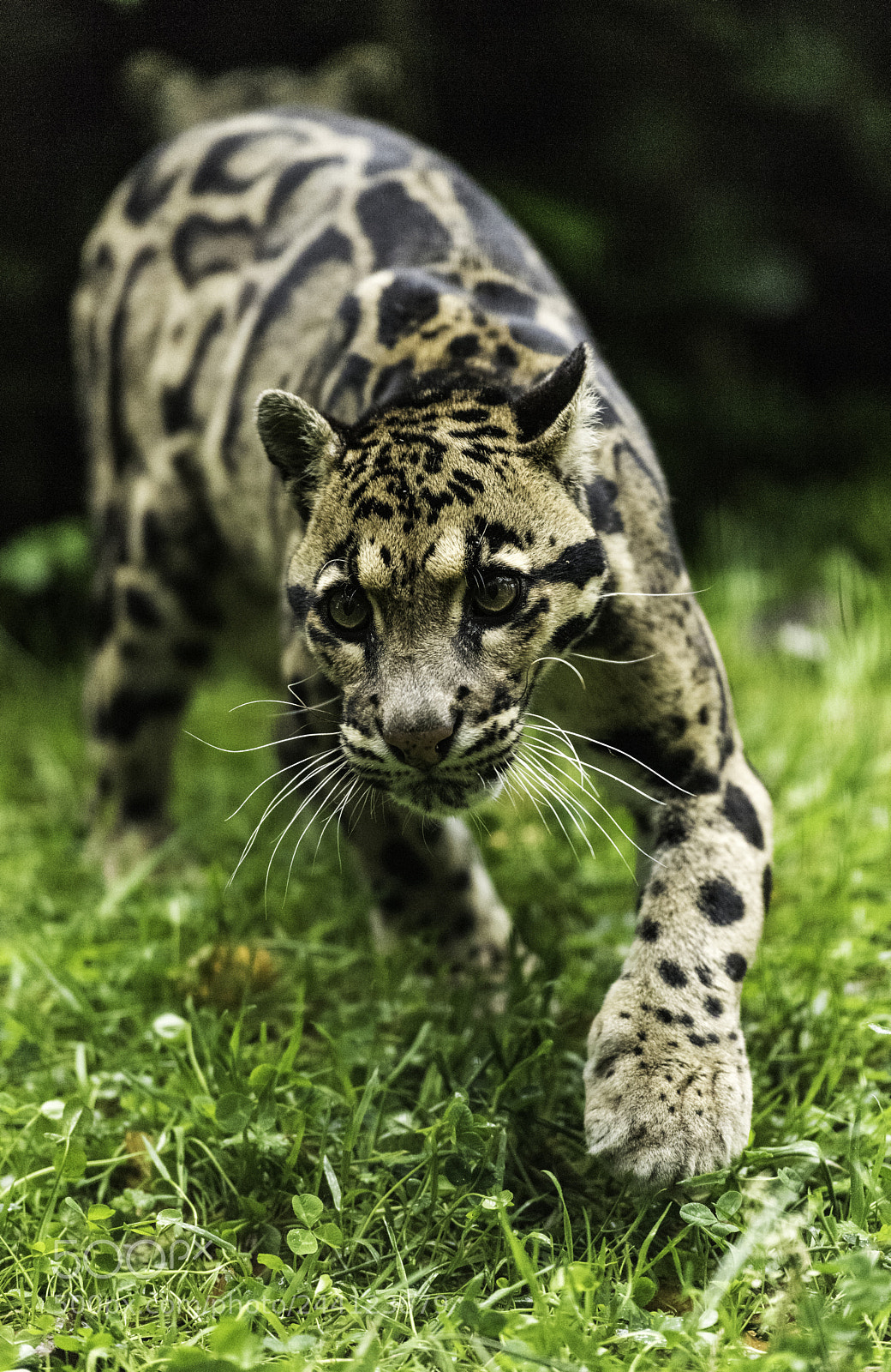 Nikon D810 sample photo. Clouded leopard series photography