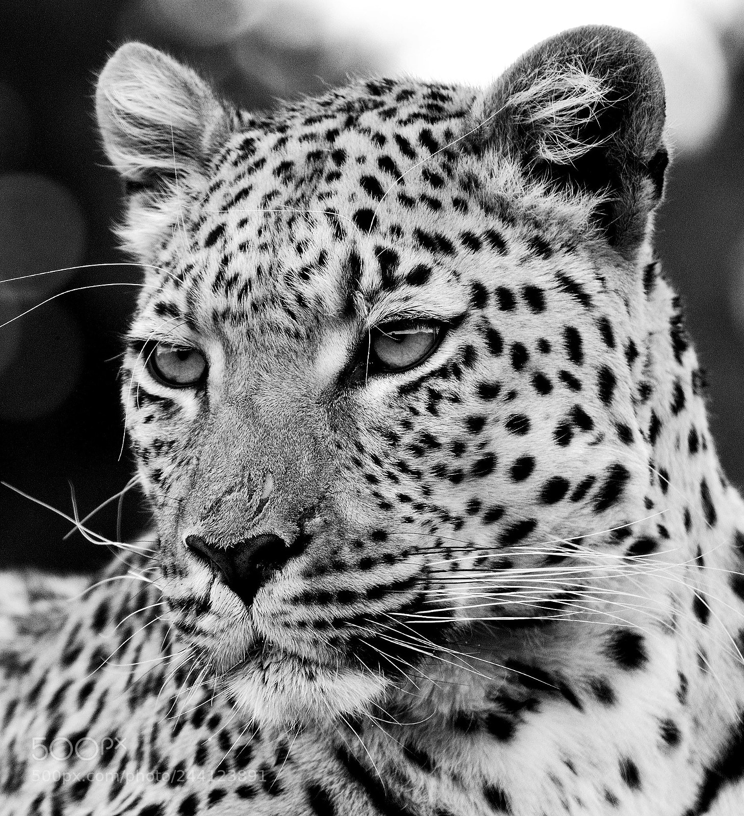 Nikon D300 sample photo. Leopard at erindi in photography