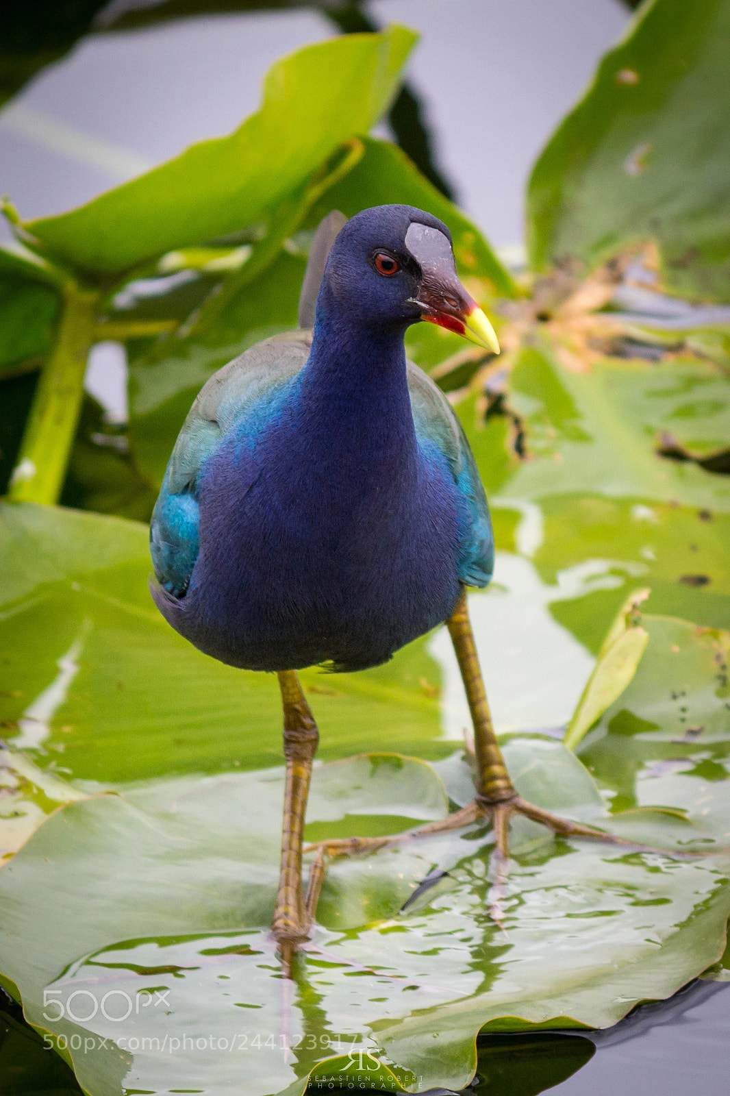 Canon EOS 60D sample photo. Purple gallinule on lily photography
