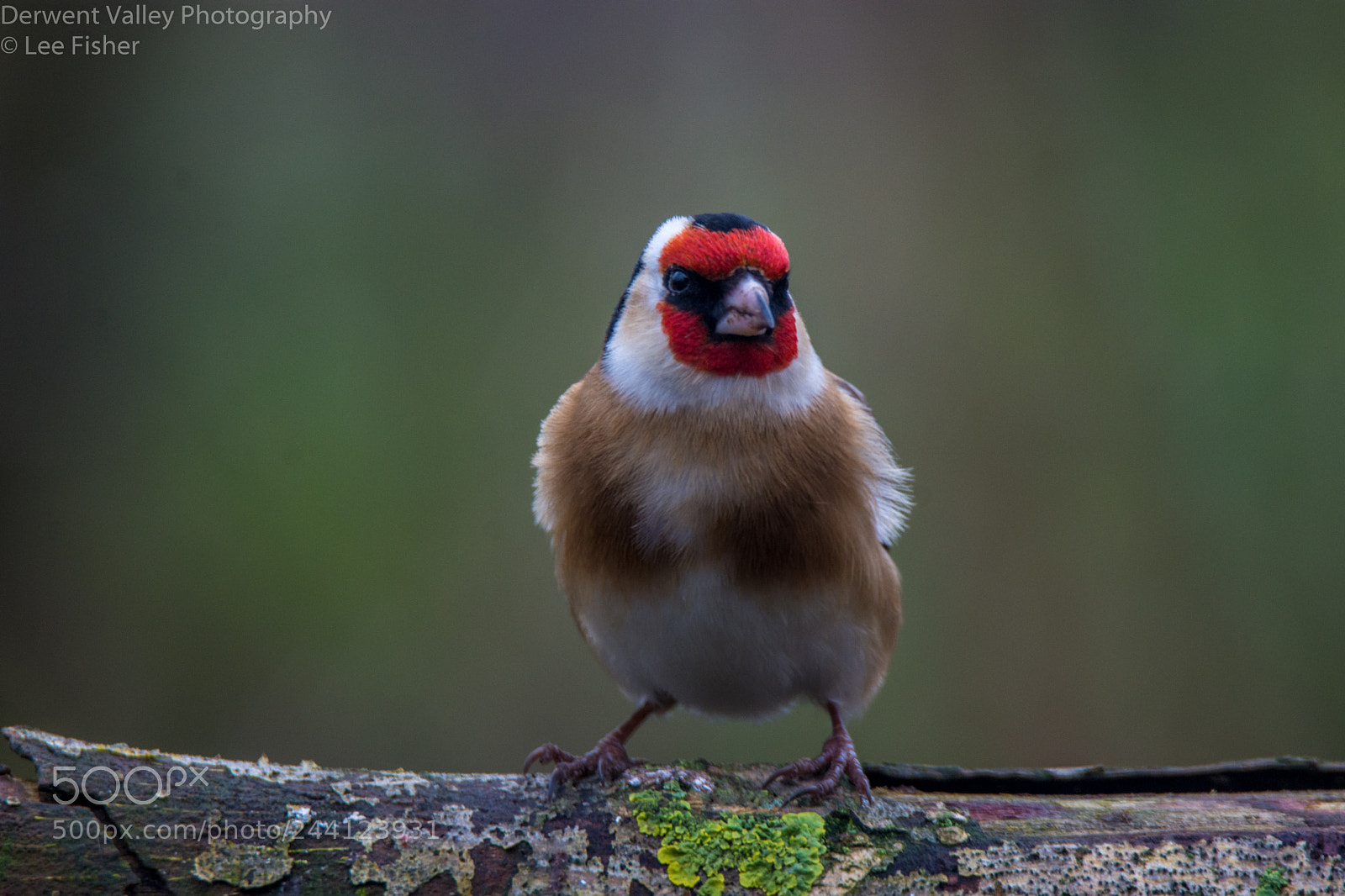 Nikon D7200 sample photo. Goldfinch photography