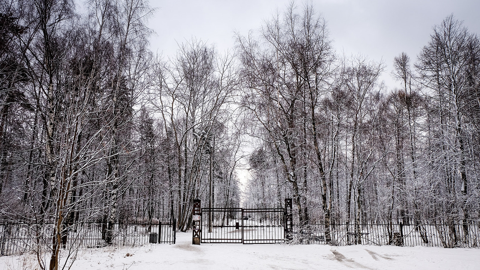 Fujifilm X-A2 sample photo. Winter trees photography
