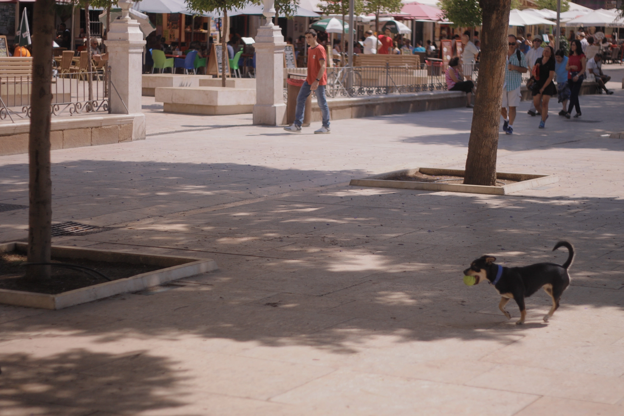 Canon EOS 500D (EOS Rebel T1i / EOS Kiss X3) + Canon EF 50mm f/1.8 sample photo. Spain 2015 photography