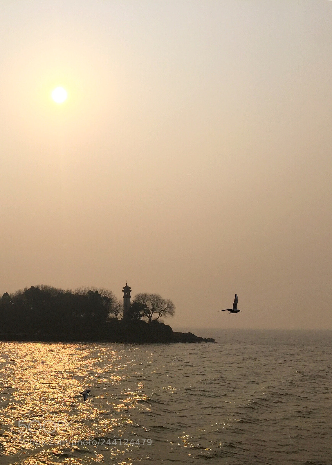 Apple iPhone 6 Plus sample photo. Morning bird on the photography