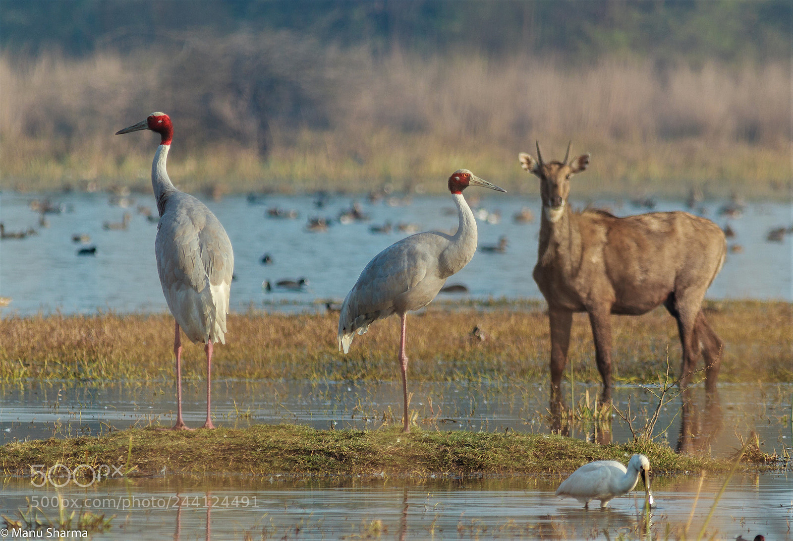 Canon EOS 550D (EOS Rebel T2i / EOS Kiss X4) sample photo. Sarus couple, blue bull photography