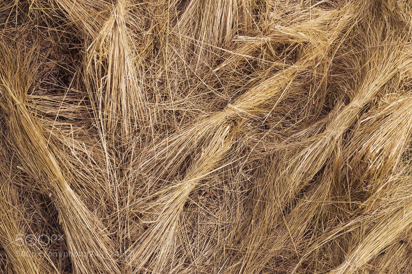 Nikon D3100 sample photo. Hay photography