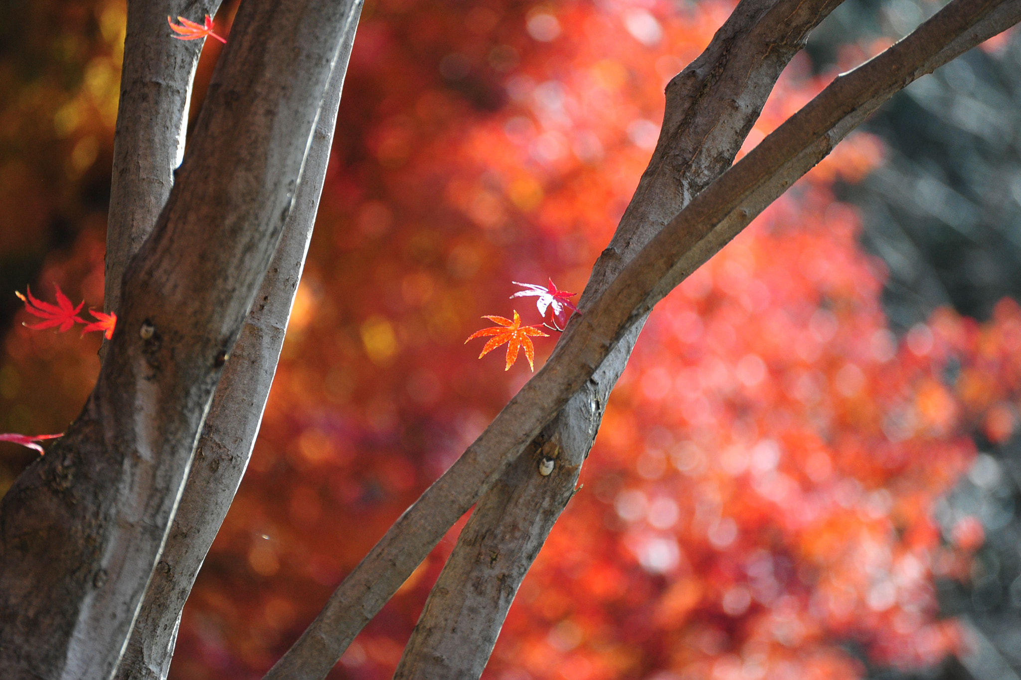 Nikon D700 sample photo. Autumn in kyoto. photography