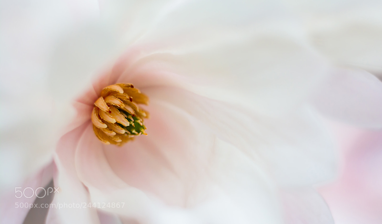 Nikon D7100 sample photo. Tenderness... photography