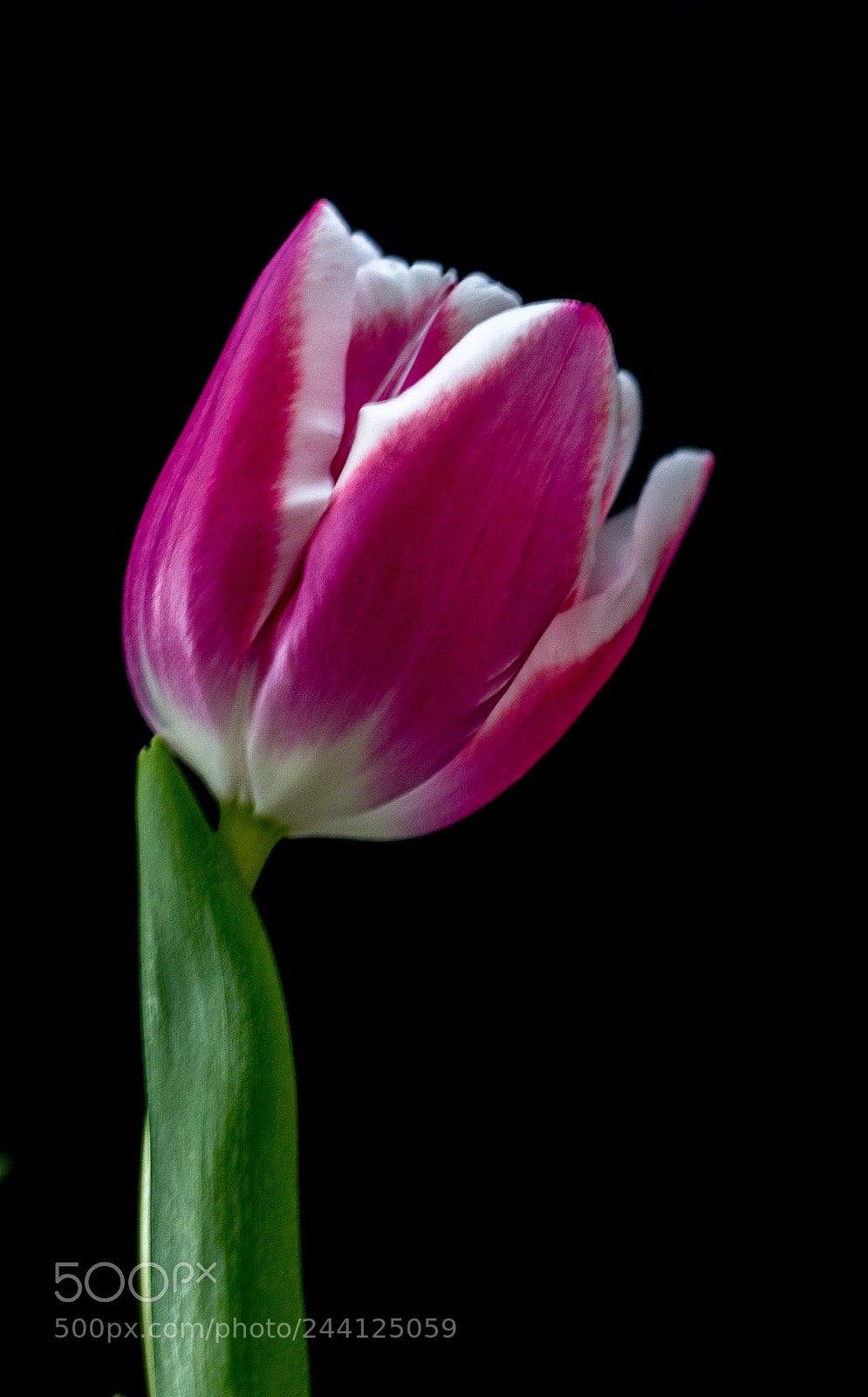Canon EOS 650D (EOS Rebel T4i / EOS Kiss X6i) sample photo. Tulip photography