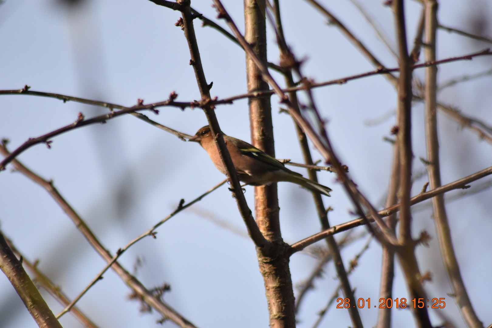 Sigma 70-300mm F4-5.6 APO DG Macro sample photo. Chaffinch photography