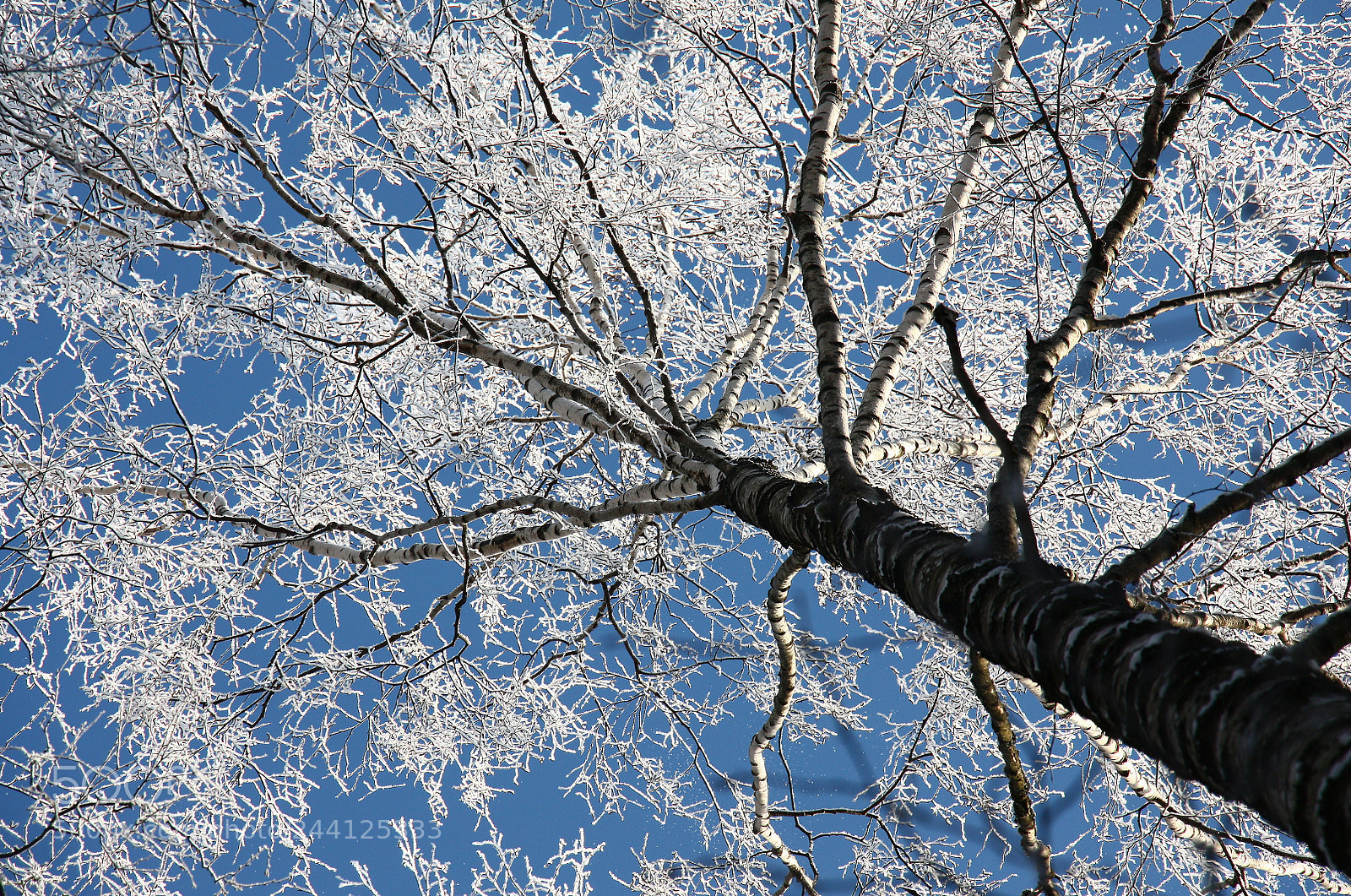 Canon EOS 450D (EOS Rebel XSi / EOS Kiss X2) sample photo. Birch, hoarfrost and the photography