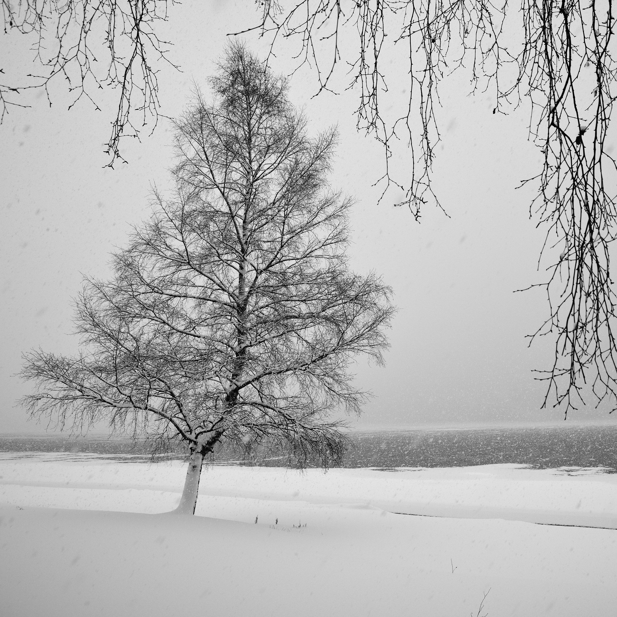 Nikon D850 + Sigma 24-105mm F4 DG OS HSM Art sample photo. Snow i. photography